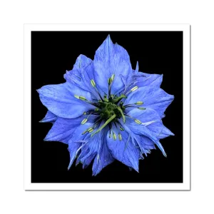 Blue Flower Print 'Nigella Damascene Miss Jekyll' C-Type Print